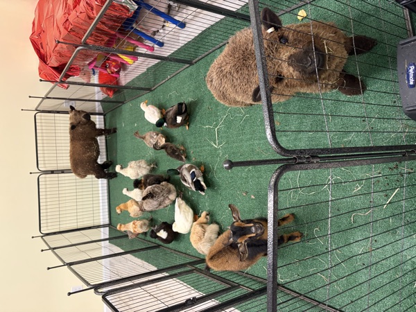 Live Animal Fun Petting Pen (Bunnies, Ducks & Sheep!)